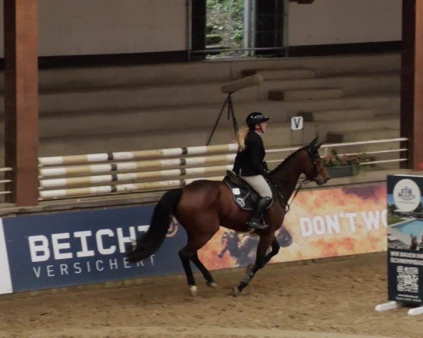 Reitturnier Neuwied 2024
