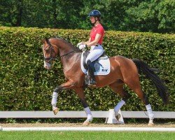 dressage horse Zarnee (Westphalian, 2021, from Zoom)