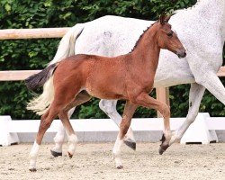 foal by Emirate (Oldenburg show jumper, 2024, from Ermitage Kalone)