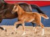 foal by Bellisima Volpe (Oldenburg, 2024, from Bon Courage 4)