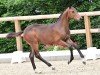 foal by Dark Blue (Oldenburg show jumper, 2024, from Diarado)