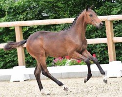 foal by Dark Blue (Oldenburg show jumper, 2024, from Diarado)