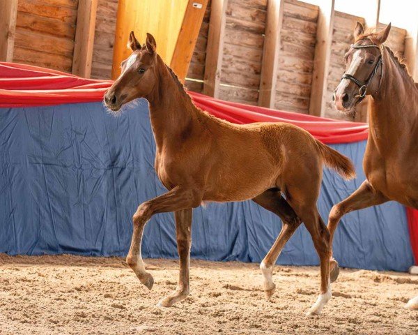 foal by Doloris (Oldenburg, 2024, from Dynamic Dream)