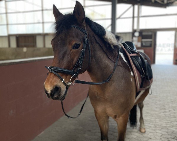 dressage horse Lucy 644 (German Riding Pony, 2007)