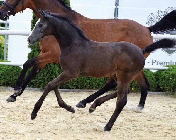 foal by Bicasini (Oldenburg show jumper, 2024, from Pr.H. Bingo Boy)