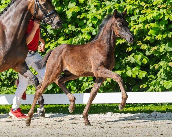 Fohlen von Happy Princess (Deutsches Reitpony, 2024, von Herzgold D NRW)