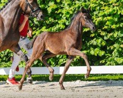 foal by Happy Princess (German Riding Pony, 2024, from Herzgold D NRW)