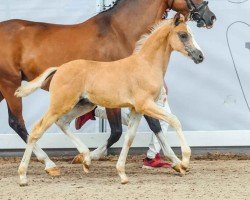 foal by Date Night (German Riding Pony, 2024, from Dating At NRW)