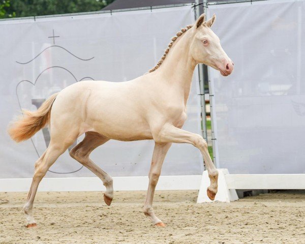 Fohlen von Golden Angel B (Deutsches Reitpony, 2024, von Gold Garant)