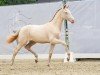 foal by Golden Angel B (German Riding Pony, 2024, from Gold Garant)