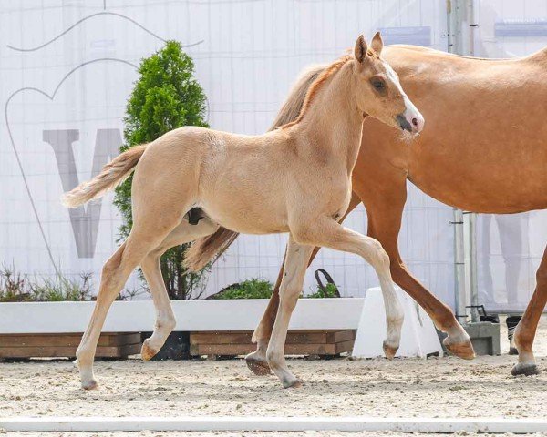 Fohlen von Kölhorsts Nostradamus (Deutsches Reitpony, 2024, von Neverland WE)