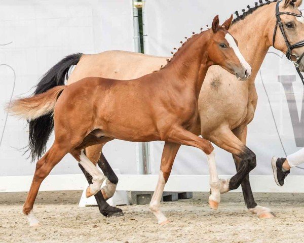 Fohlen von Dance with Me ML (Deutsches Reitpony, 2024, von Dream Date 7)