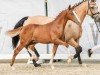 Fohlen von Dance with Me ML (Deutsches Reitpony, 2024, von Dream Date 7)