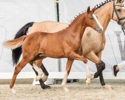 foal by Dance with Me ML (German Riding Pony, 2024, from Dream Date 7)