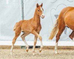 foal by Masterclass K (German Riding Pony, 2024, from Hesselteichs Movie Maker)