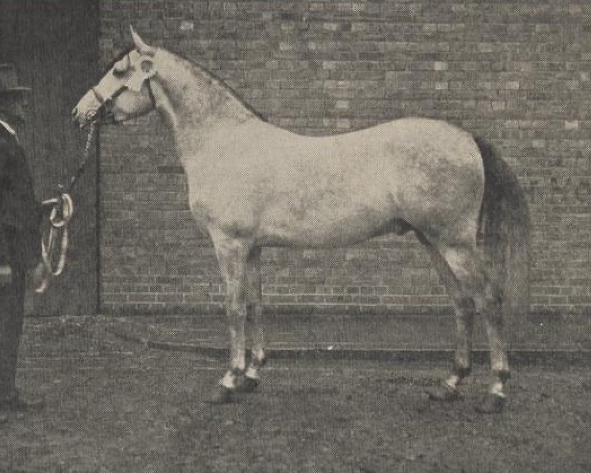 stallion Almulid ox (Arabian purebred, 1923, from Skowronek 1909 ox)
