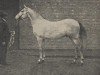 stallion Almulid ox (Arabian thoroughbred, 1923, from Skowronek 1909 ox)