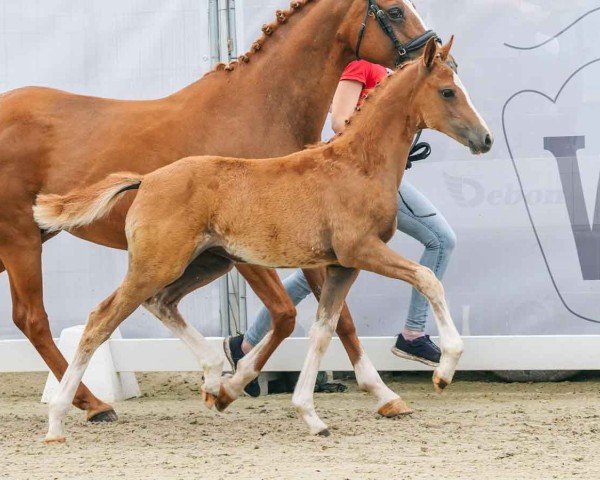 Fohlen von Dazzling Gold (Deutsches Reitpony, 2024, von D-Gold AT NRW)