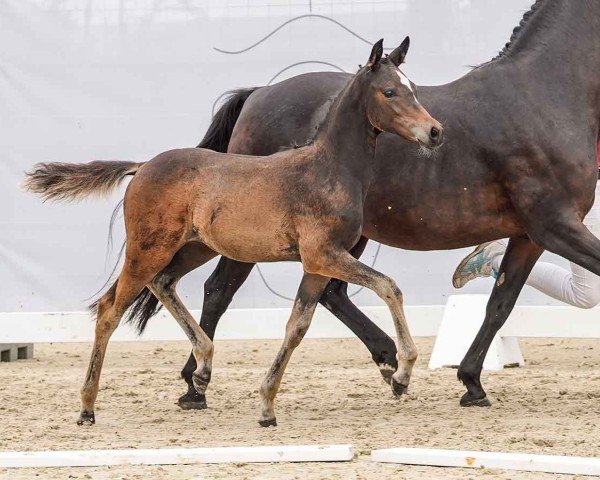 foal by Niekee (German Riding Pony, 2024, from Neverland WE)