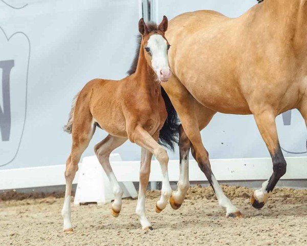 foal by Verzaubert (German Riding Pony, 2024, from Vincent)