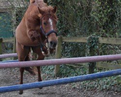 Springpferd Nikki 17 (Deutsches Reitpony, 2006, von King of Heart's)