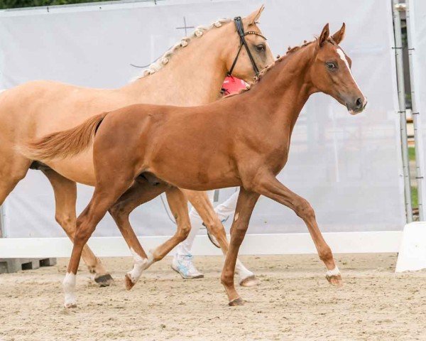 foal by Dreamcatcher PW (unknown, 2024, from Damenstolz A)