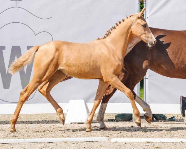 foal by Herzchen LW (German Riding Pony, 2024, from Herzgold D NRW)