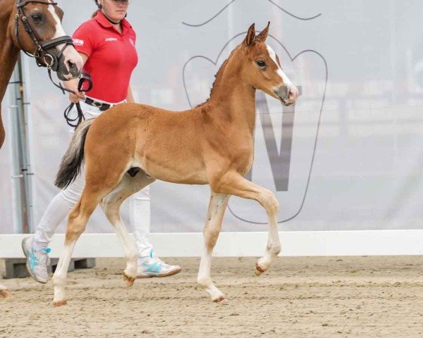 Fohlen von Charly Brown W (Deutsches Reitpony, 2024, von Chattanooga)