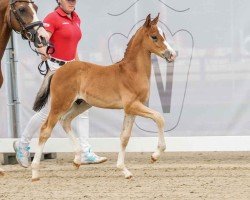 foal by Charly Brown W (German Riding Pony, 2024, from Chattanooga)