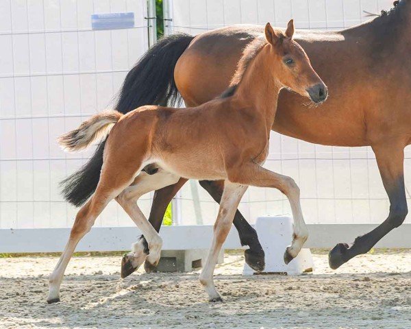 Fohlen von Amigo (Deutsches Reitpony, 2024, von Amicello)