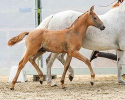 foal by Dark Night (German Riding Pony, 2024, from Del Piero 25)