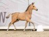 foal by Gian Carlo (German Riding Pony, 2024, from Golden Daim F)