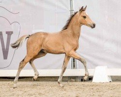 foal by Gian Carlo (German Riding Pony, 2024, from Golden Daim F)