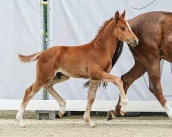 foal Köhlhorsts Harry Potter (German Riding Pony, 2024, from Herzgold D NRW)