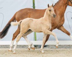 foal by Higgins (German Riding Pony, 2024, from Habitus WE)