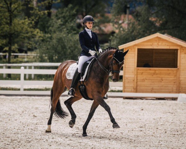 dressage horse Quantina 6 (Hanoverian, 2013, from Quaterhall)