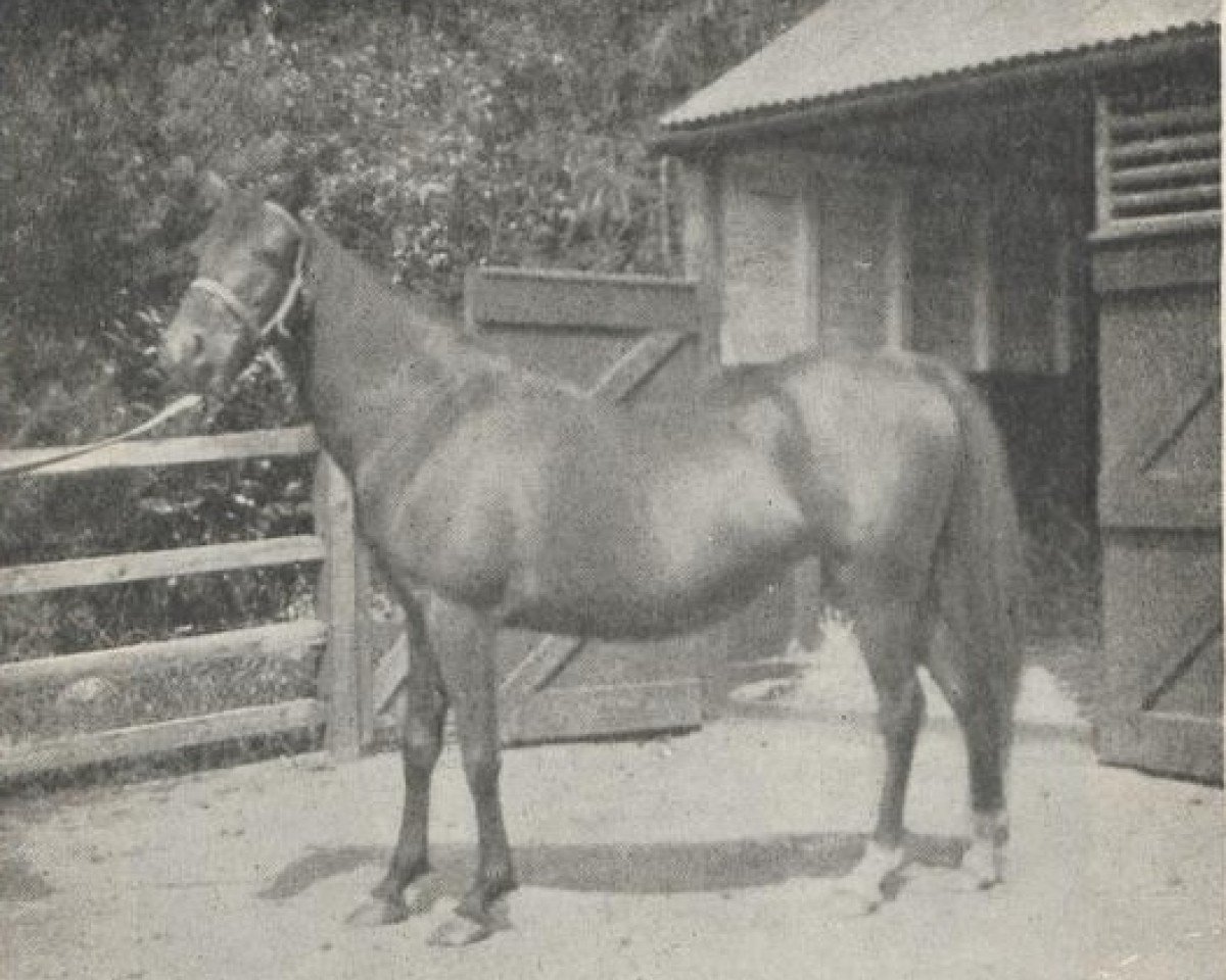 broodmare Arusa ox (Arabian purebred, 1915, from Rustem 1908 ox)