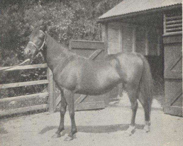 broodmare Arusa ox (Arabian thoroughbred, 1915, from Rustem 1908 ox)