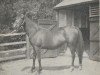 broodmare Arusa ox (Arabian thoroughbred, 1915, from Rustem 1908 ox)