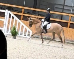 dressage horse Dream Davina (German Riding Pony, 2021, from Dancing Fox 2)