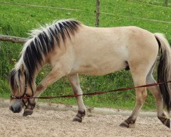 horse Kalle (Fjord Horse, 2012, from Kalino)