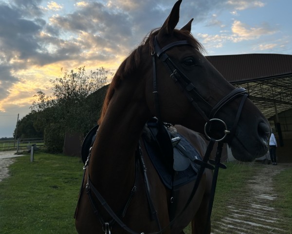 jumper Can‘t Hold Us 3 (Oldenburg show jumper, 2017, from Carridam)