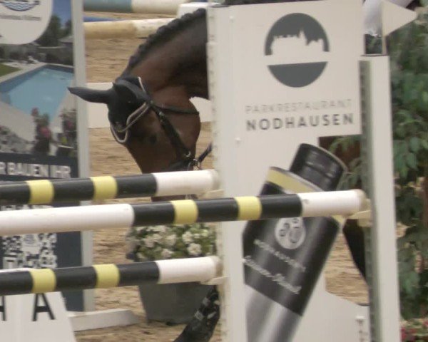 Reitturnier Neuwied 2024