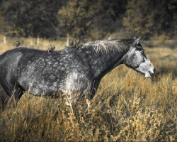 jumper Colette (German Sport Horse, 2020, from Chapeau Ciaco)