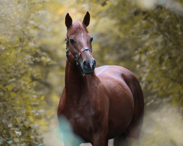 Pferd Halston Julia (Irish Sport Horse, 2017, von Kirrin Malchi)