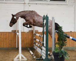 jumper Diego 612 (German Riding Pony, 2020, from Delandro)