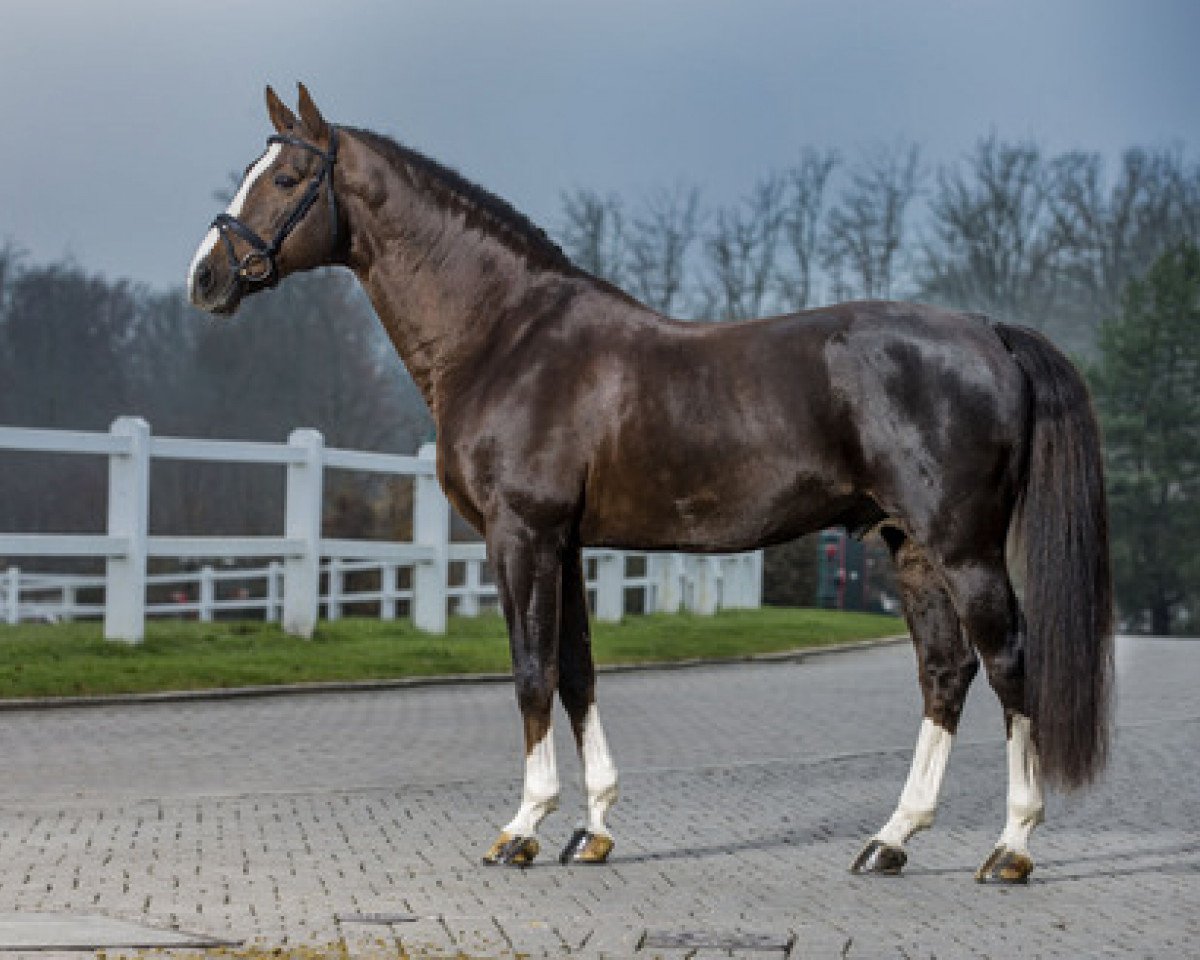 Deckhengst Albführen's Vivaldi van de Kampel (Belgisches Warmblut, 1998, von Darco)