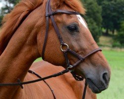 Pferd Arabella Z (Rheinländer, 1990, von Altano Z)