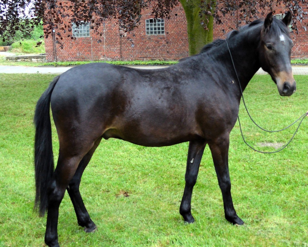 horse Allegro 438 (German Riding Pony, 2014, from Amarillys Sensation D)
