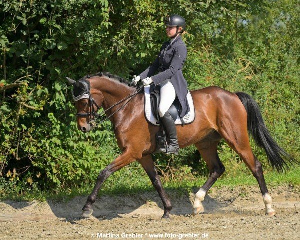 dressage horse Sir Latino D (German Sport Horse, 2015, from San Florestano)